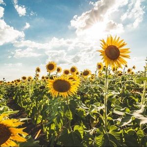 Meet your Posher, Julia